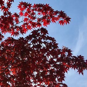 Baum mit roten Blätter
