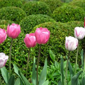 Tulpen Buxus